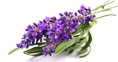Lavanda Seca