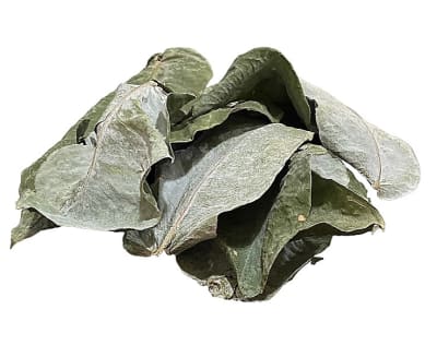 Eucalipto