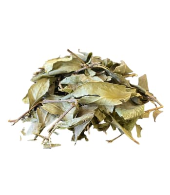 Triwe (Laurel Mapuche)