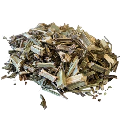 Verbena