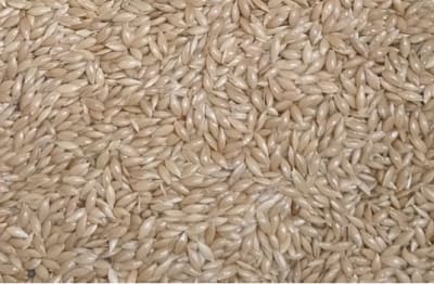 ALPISTE PARA AVES SACO 25 KG2