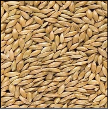 ALPISTE GRANEL (1 KILO)