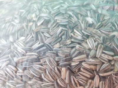 MARAVILLA BLANCA GRANEL