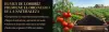 El mejor fertilizante
