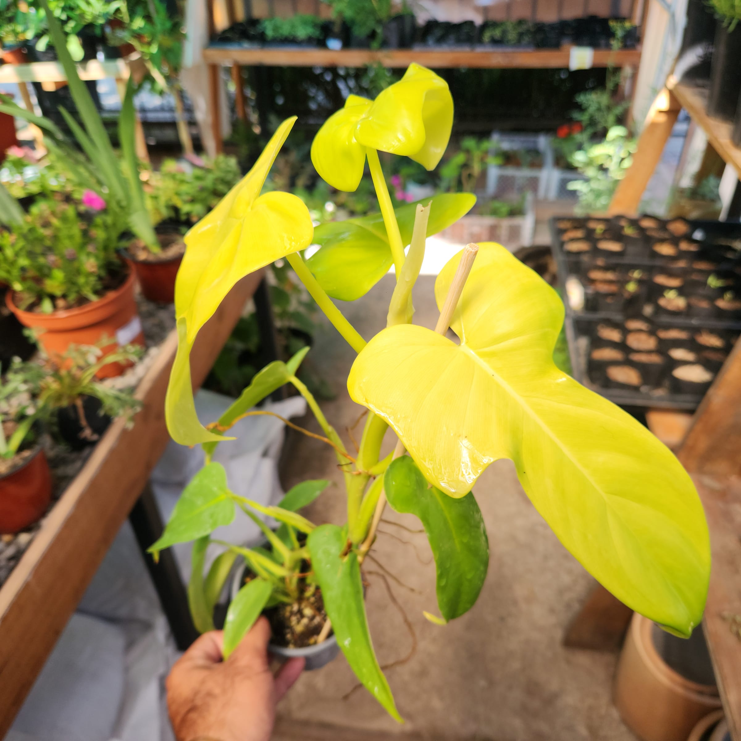 Philodendron Bipennifolium Aurea | Durba Tienda de Jardinera