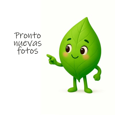 Higuera Kadota (Higo Blanco)