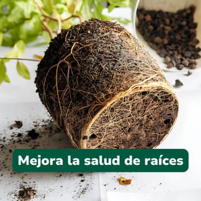 Pack Raices