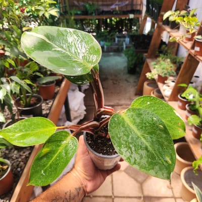 Philodendron White Knight
