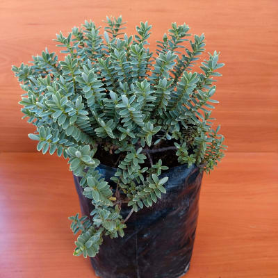 Verónica Gris