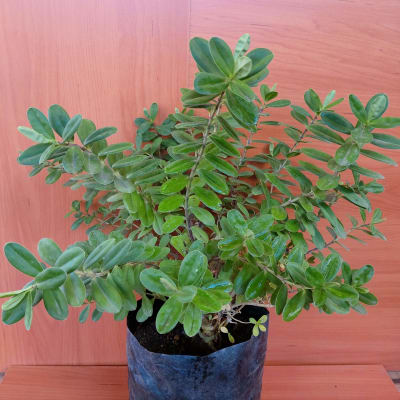 Veronica Speciosa