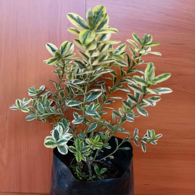 Verónica Variegata