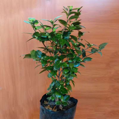 Camelia