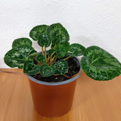 Flor de Persia