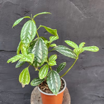 Pilea