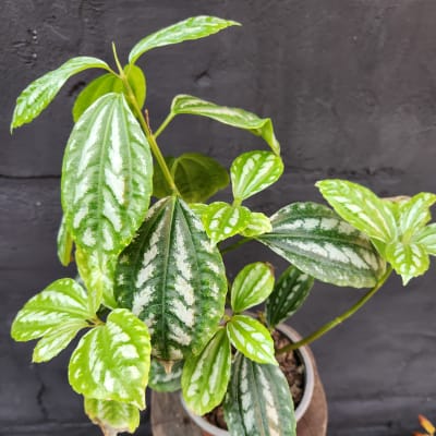 Pilea