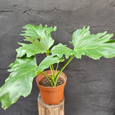 Philodendro Paraguayo