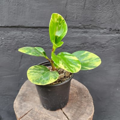Peperomia Marble