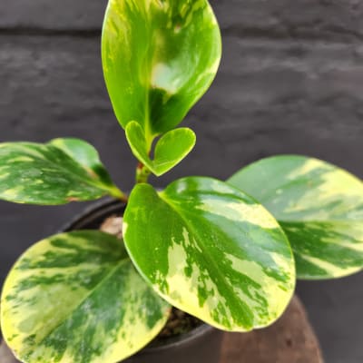 Peperomia Marble