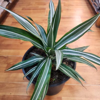 Dracena Warneckii Blanca