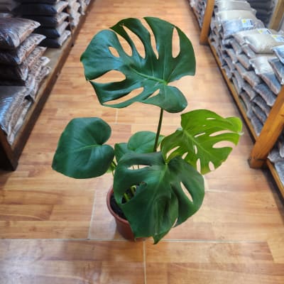 Monstera Deliciosa Grande