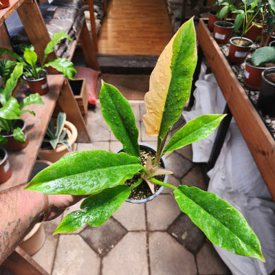Philodendron Ring of Fire Variegado