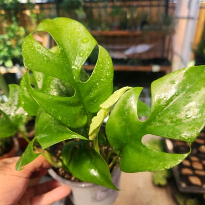 Rhaphidophora Tetrasperma