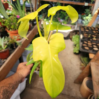 Philodendron Bipennifolium Aurea