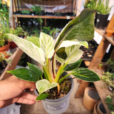 Philodendron Birkin