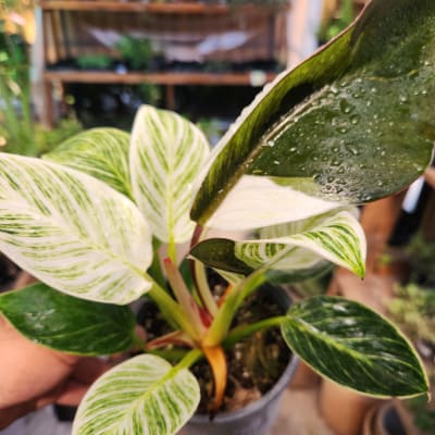 Philodendron Birkin