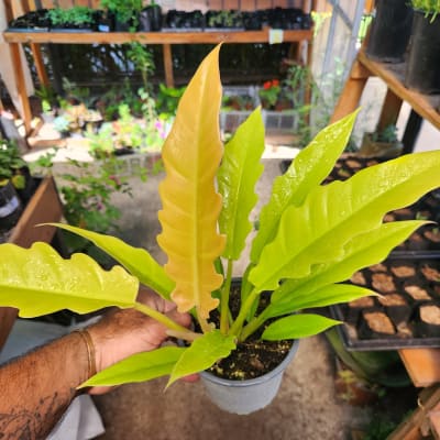 Philodendron Ring of Fire Golden