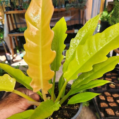 Philodendron Ring of Fire Golden