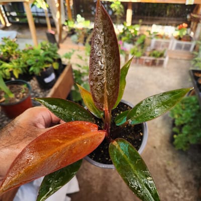 Philodendron Selloum Sun Red