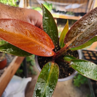 Philodendron Selloum Sun Red