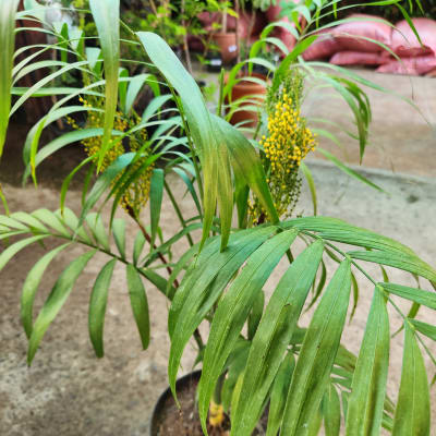Chamaedorea Elegans