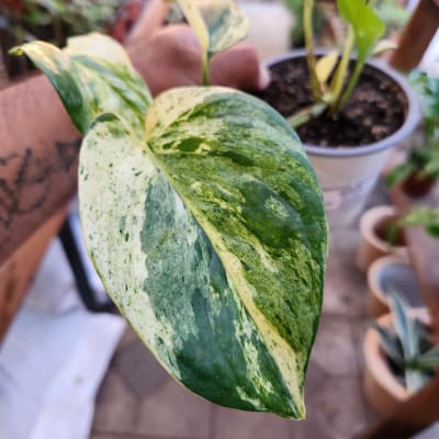 Pothus Marble Queen
