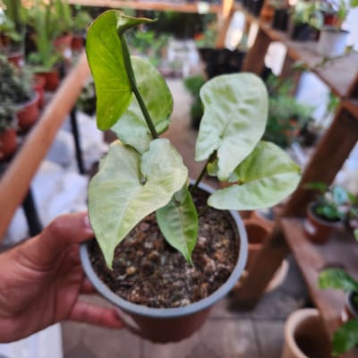 Syngonium Plateado