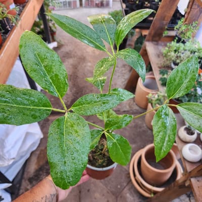 schefflera actinophylla