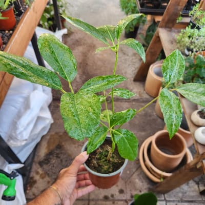 schefflera actinophylla