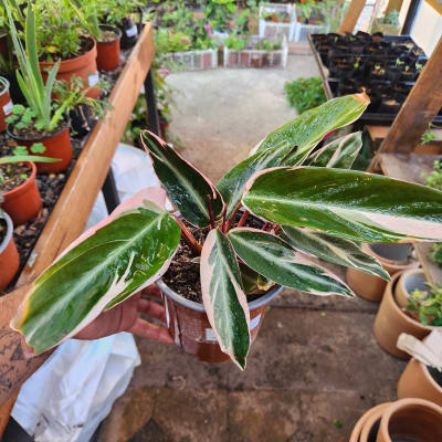 Calathea Stromanthe Sanguinea