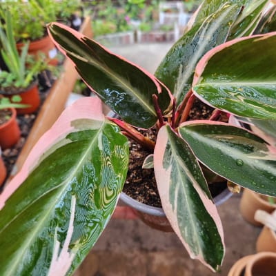 Calathea Stromanthe Sanguinea