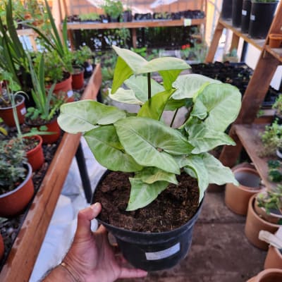 Syngonium Plateado