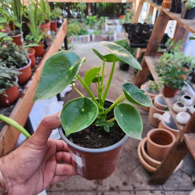 Peperomia Cucharita