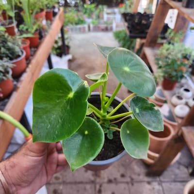 Peperomia Cucharita