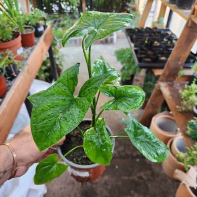 Syngonium Verde