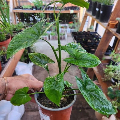 Syngonium Verde