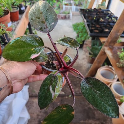 Philodendron Pink Princess