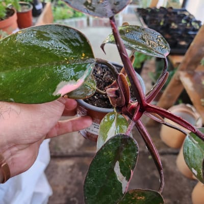Philodendron Pink Princess