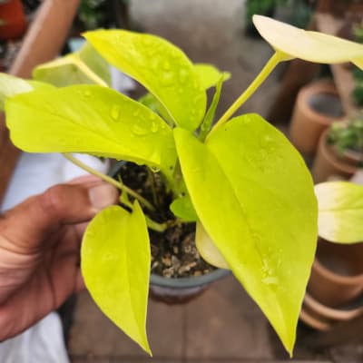 Pothus Neon