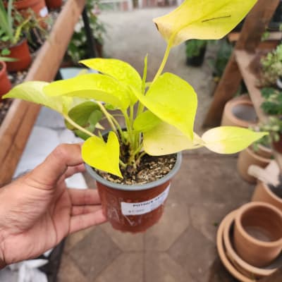 Pothus Neon