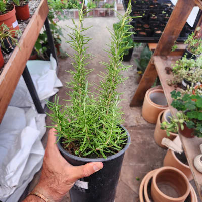 Romero Planta